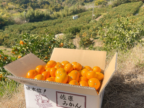 滑らかな舌触り！あふれる果汁！糖度だけでは測れない深い甘みとコク！匠の技が光る『頑固みかん』Lサイズ、5kg