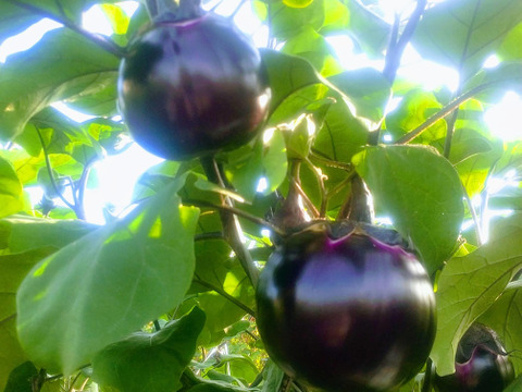 オクラ&人気のとろける食感ナスセット(とろーり旨なす&ビステッカ)【さぬき讃ベジタブル】