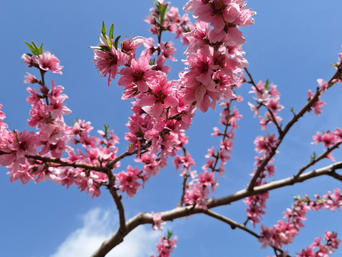 訳あり真っ赤な宝石のような桃【赤宝】３kg