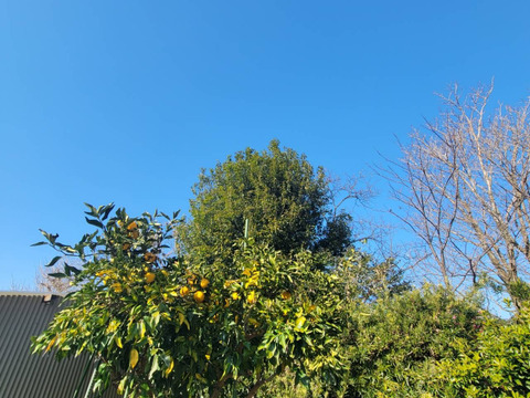 柚子の果皮スライス（冷凍）