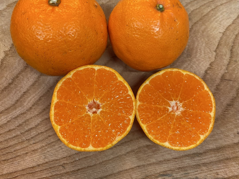 ぷりぷり！はるみ　和歌山みかん　秀品　Mサイズ　22個入り　贈答用