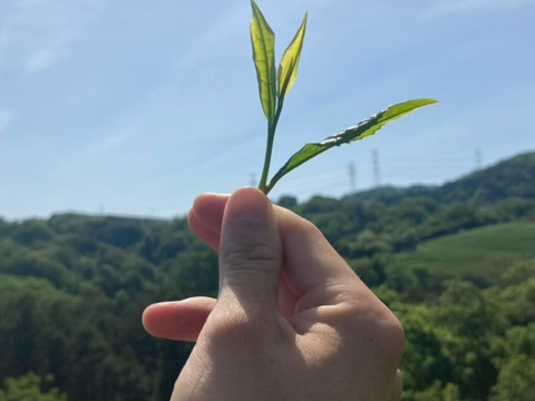 【2026年新茶】香ばしい玄米の香りと煎茶の旨味♪　特上玄米茶　茶葉　150g(約75杯分)　農薬・化学肥料・除草剤・畜産堆肥不使用　宇治茶100%