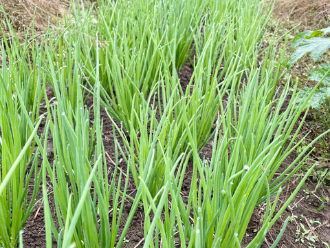 わけぎ1kg 農薬・化学肥料不使用 分葱/小ねぎ