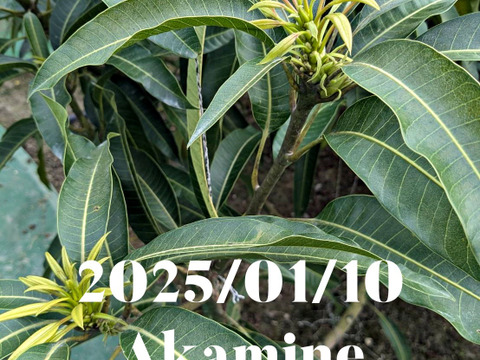 マンゴーの王道！『アーウィン』2.0kg秀品