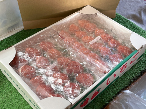 【腸活イチゴ⁉️】『やよい姫』クッショントレー2枚（24～36粒、約900g）こてんねぇイチゴ