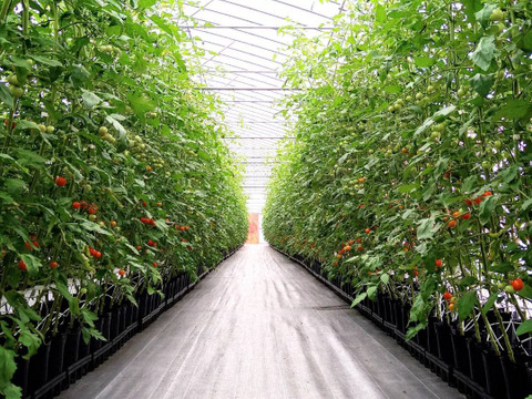 甘恋トマト ～濃厚ジューシー果汁～ 【1kg】