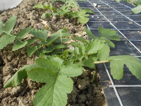 鏡水の伝統野菜 島大根（2本約5kg）