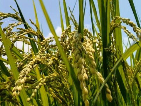 一等米【5分づき精米4kg（2kg×2袋）】特別栽培米コシヒカリ【80】サイズ　令和5年産・有機質肥料のみ・動物性堆肥不使用・低農薬（80％以上削減）