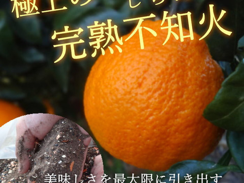 【数量限定★極上の食べ比べ】🏆みかん柑橘グランプリ2026最高金賞含む最多４部門受賞の「木熟せとか」＆店長イチ押しの高糖度しらぬい「甘熟デコ」　サイズ混合　お試し品　約2.25ｋｇ【415-225k】