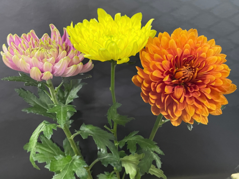 【年末年始限定】届いてそのまま飾れます！仏様用菊＋特殊マム3本お得セット！