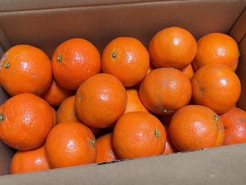 【食べチョクに初販売】クレメンテイン　家庭用2.5箱㎏　2026年1月24日まで