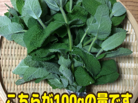 まもなく販売終了【農薬・化学肥料不使用栽培】青森県産　お庭育ちのスペアミント 50g（クール便発送）