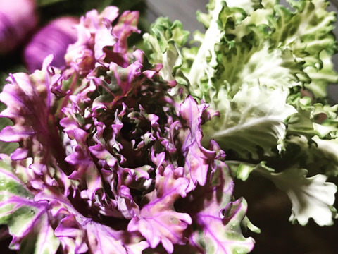 冬の恵 「プチヴェール」2〜3種ミックス80g×5袋