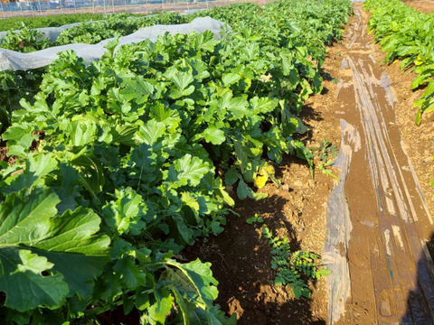 じんわ〜り染みる！冬の濃厚とろ甘大根　おまかせミックス（混合サイズ）5本セット