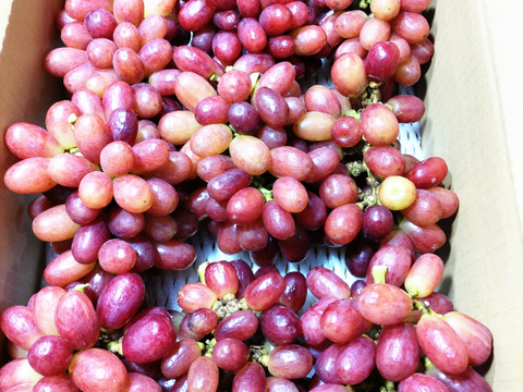 限定2【すぐ発送】訳ありクイーンセブン加工用裸詰め4K（常温便）※信州の環境にやさしい農産物（長野県認証）