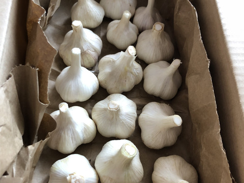 ほっくほく！収穫直後の新にんにく☆期間限定販売！500g：長野県産の