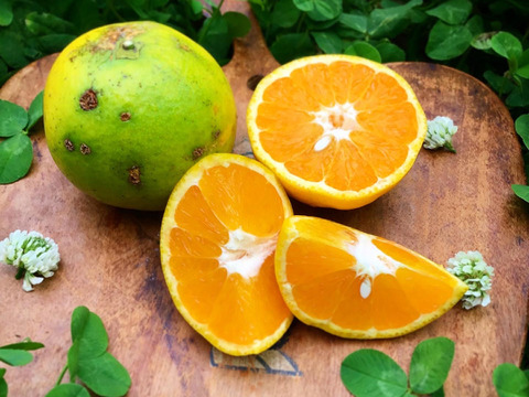 【農薬不使用】見た目はあまりよくないですが、国産バレンシアオレンジ2キロとニューサマーオレンジ2kg