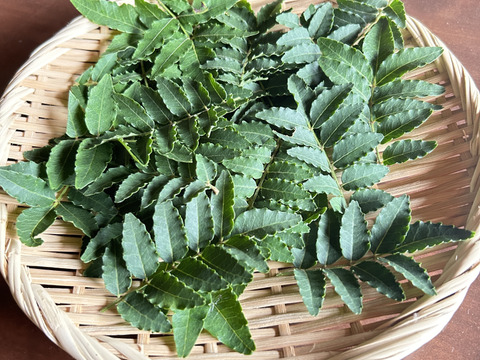 大型セールや時期 愛知県豊田市旭産 山椒の葉（木の芽）20 g：愛知県産の葉山椒 野菜