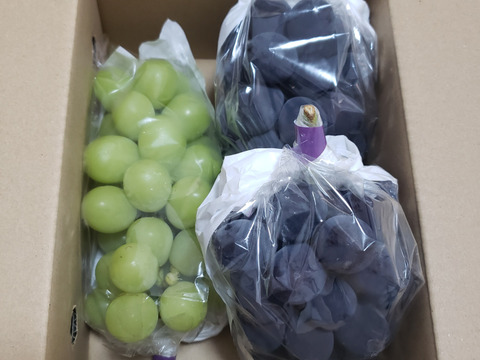 【おつとめ品】２種類のぶどう約1.2kg(３房)
★★最終盤で柔らかめかも★★