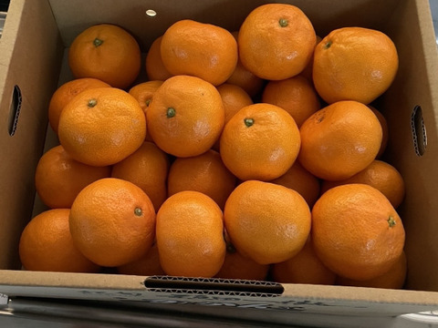 【冬ギフト】『樹上完熟早生みかん』約3kg SS~Lサイズ