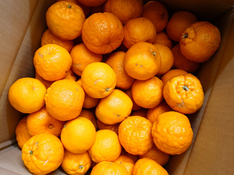 愛媛県産ポンカン 訳あり 10Kg