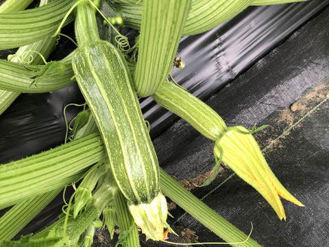 旬の固定種★おまかせ野菜セット★80サイズ