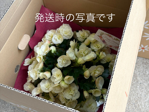 【フラワー・オブ・ザ・イヤー受賞！】エレガントなパールカラーはどんなシーンにも似合います。エラチオールベゴニア【ブランレーヌ】５寸