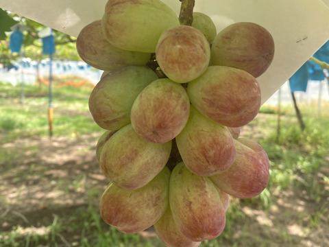 特別栽培ぶどう家庭用バイオレットキング♡山形県産♡大粒の次世代キングオブブドウ♡