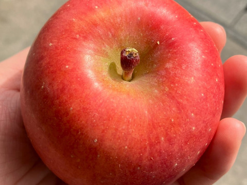 濃厚な甘みのりんご 「こうとく」（B品2㎏）