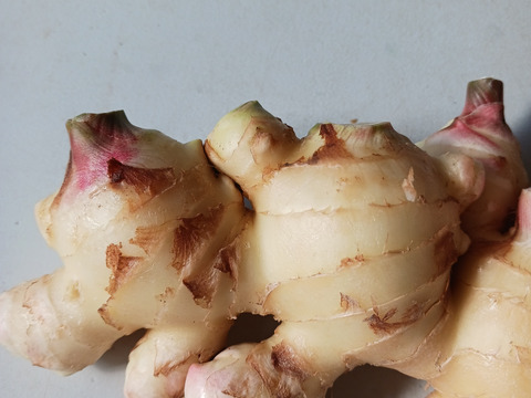 消毒してないよ！　露地の新生姜1kg