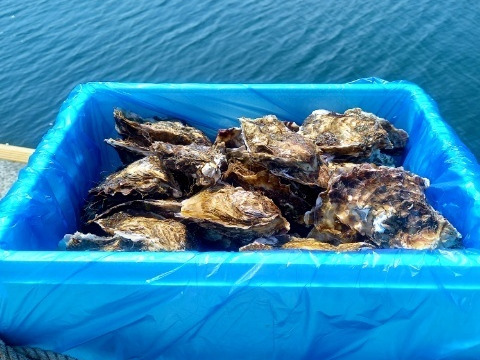 三陸直送！加熱用殻付き牡蠣30個