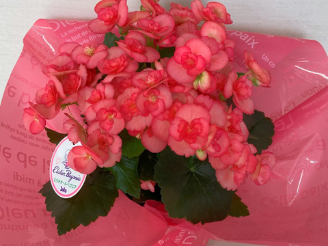 【贈答用】満足感のあるサイズです。贈答品としてもお使いいただけます。エラチオールベゴニア【３鉢セット】4.5寸