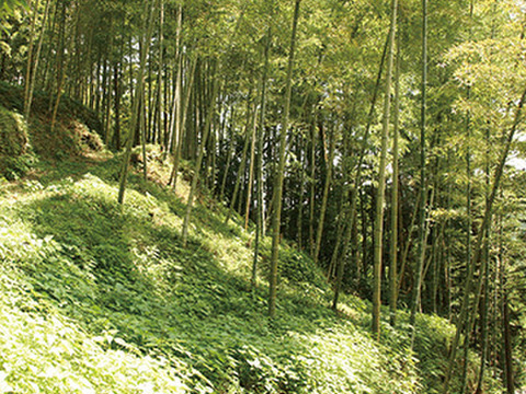 【産地直送！】みずみずしさそのまま！茹でたて うつぶさの筍 　（800g以上）