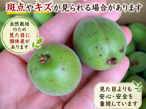【予約販売】農薬不使用 青梅 2Kg 自家農園 梅酒 梅シロップ 農家直送 収穫後発送