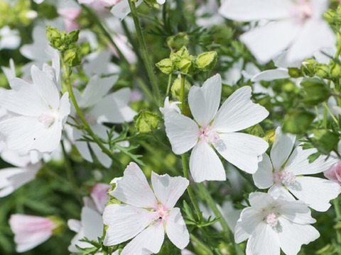 2個セット ムスクマロー アルバ ホワイトガーデン 宿根草 多年草 花壇苗