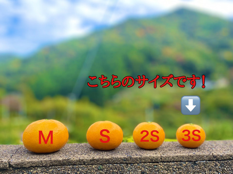 見た目は赤ちゃんサイズ👶でも味は濃厚！西果樹園【超小玉みかん】５キロ