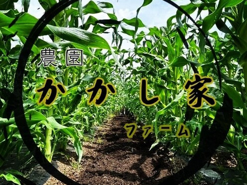 かかし家ファームの「ごんもろこし」とうもろこし サニーショコラ