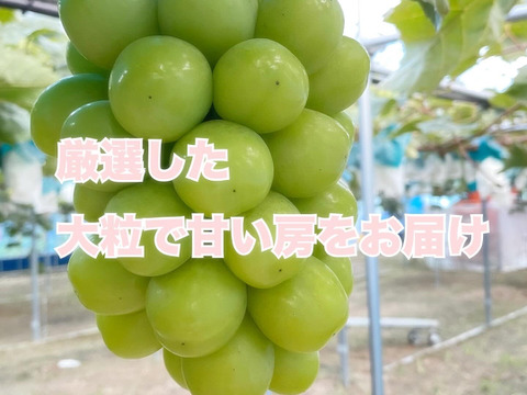 【厳選】岡山県産シャインマスカット【贈答用】　約750g×2房入り【夏ギフト】