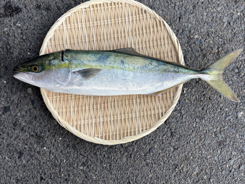 【江田島産】天然ワカナ