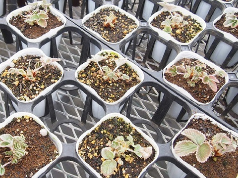 2個セット  ポテンティラ ゴールデンスターリット  イングリッシュガーデン グランドカバー 花苗 多年草 宿根草