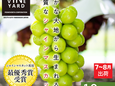 皮ごとパクリ！とっても甘くて美味しいプレミアム‼ 温室栽培シャインマスカット (1.0㎏以上 2房)お中元・ギフト・贈り物用に【夏ギフト】【贈答品】【特秀品】【秀品】