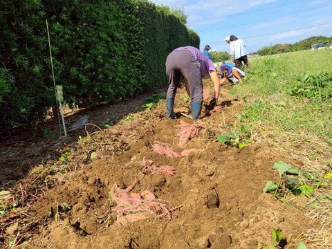 とろ甘っ！ねっとり濃密！紅はるか 3kg（農薬・化学肥料・除草剤・防虫剤不使用）