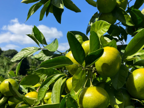 【送料お得！】農薬・肥料不使用｜自然栽培 極早生みかん２０kg（お裾分けサイズ）【食べチョク限定・小玉みかん増量】