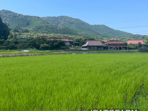 【令和6年新米】イセヒカリ有機玄米10kg ご予約 〈10月下旬〜11月初旬のお届け〉