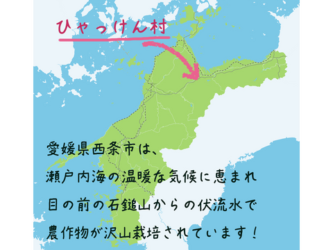 皮ごと茹でて✨美味しい ✨小ぶりな里芋1kg(セレベス:赤目芋)｜農家直送✅｜家庭用🎁❗️