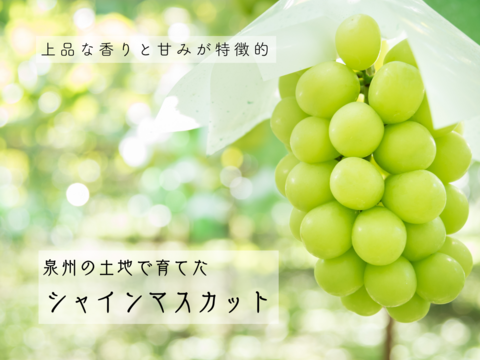 【贈り物に】白の極み – 贅沢な白ぶどう食べ比べ3種