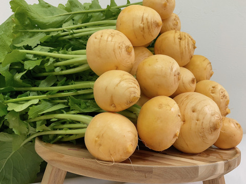 ’'ノウフク’’  食卓を彩る！カラフルなカブ　1kg