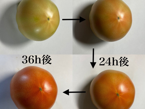追熟を楽しむ♫朝採れ！大玉トマト  約2.0kg【千葉県旭市産】