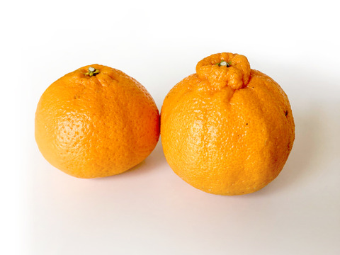 【予約】不知火〈秀品〉約15kg　※発送は2月上旬頃開始予定