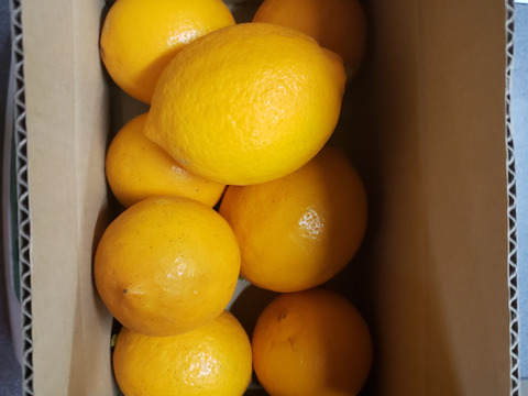 箱込約2㌔　マイヤーレモン　輸入品と違う鮮度！ワックス、防カビ剤不使用！フレーバな香りとあふれ出す果汁！